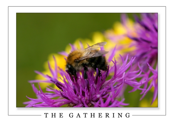  The Gathering